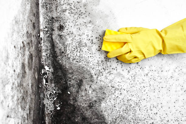 Best Industrial Mold Remediation  in Las Vegas, NV