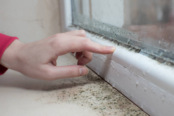 Best Water Damage & Mold Remediation  in Las Vegas, NV